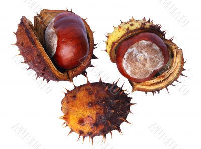 chestnut chestnut