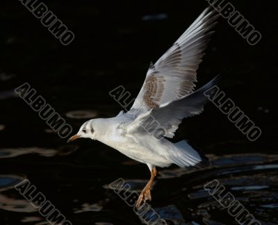 flying gull