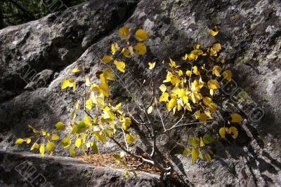 Lichen &amp; moss &amp; aspen leaves