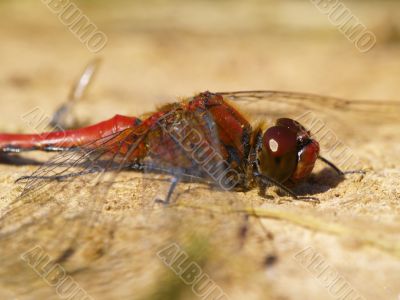red dragonfly red dragonfly