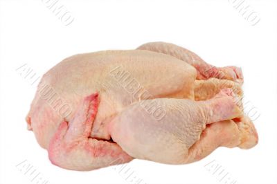 Chicken Chicken