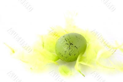 bird egg bird egg