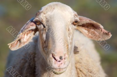 Portrait of sheep