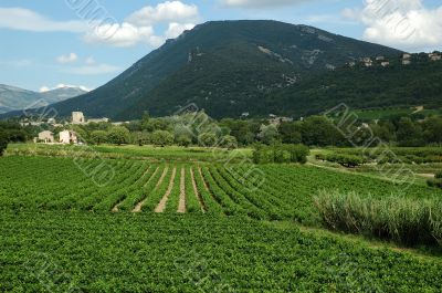 Vineyard of Provence - France