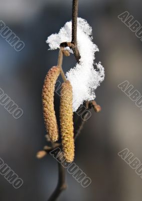 Catkins of a birch