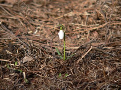 Spring flower