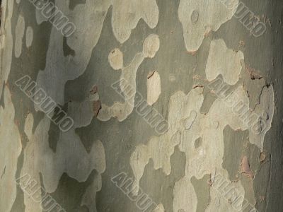 Tree crust Tree crust