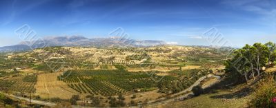 Olive fields