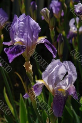 excellent Iris flower