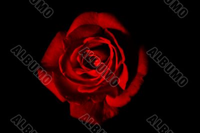 red rose