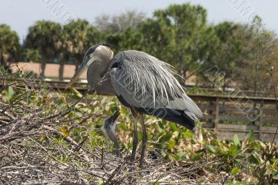 Mother Blue heron and chick