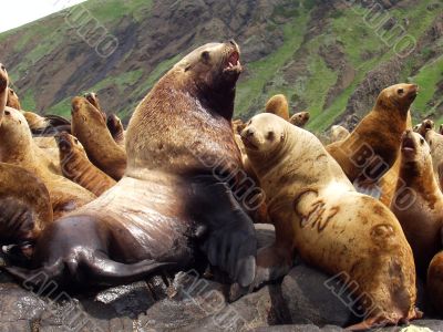 Sea animals in game reserve on island Moneron.