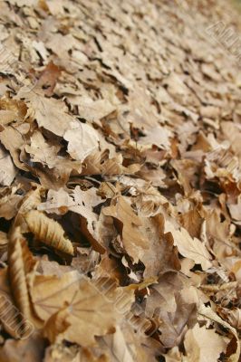 leaves