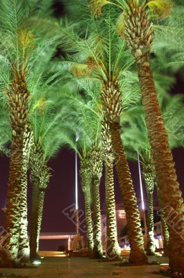 Night view - palm trees Night view - palm trees