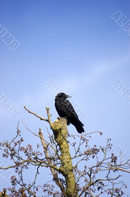 Crow in a tree
