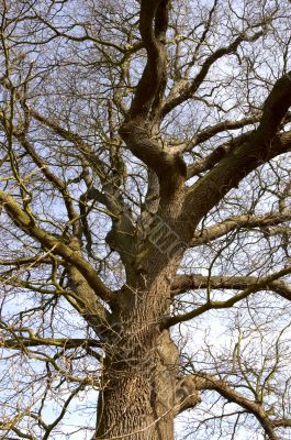 Winter oak