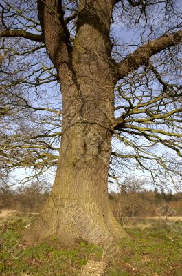 Oak tree trunk