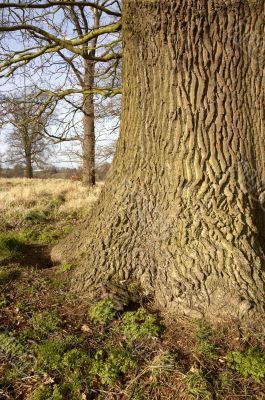 Oak tree trunk