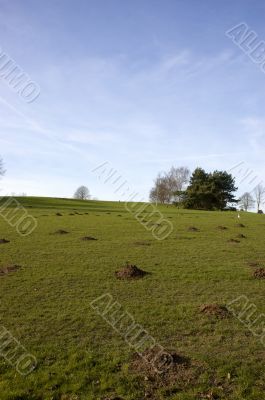 Mole hills