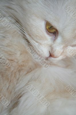 fluffy Persian white cat