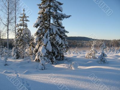 winter woodland scenery