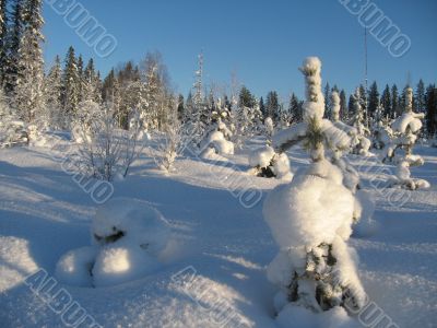 a small spruce tree in the winter forest