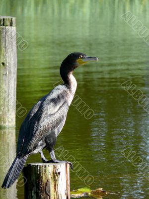 Double-crested Cormorant