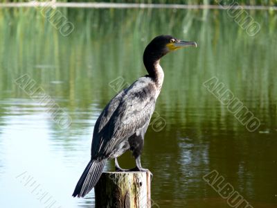 Double crested Cormorant
