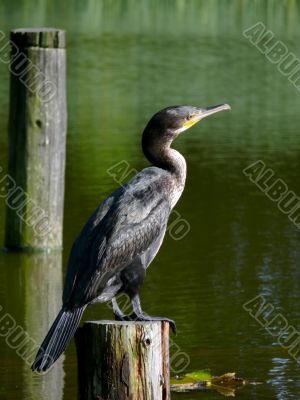 Double-crested Cormorant