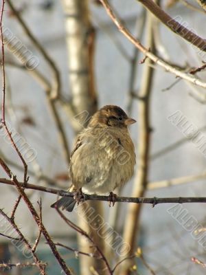 wild sparrow