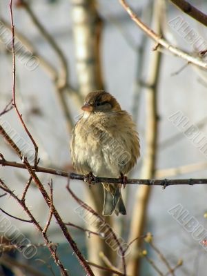 Sitting sparrow