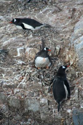 Three Gentoo penguins, nesting on rock ledges Three Gentoo penguins, nesting on rock ledges