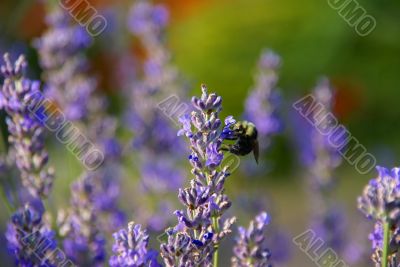 Bumblebee collecting pollen from lavender