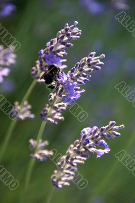 Bumblebee collecting pollen from lavender