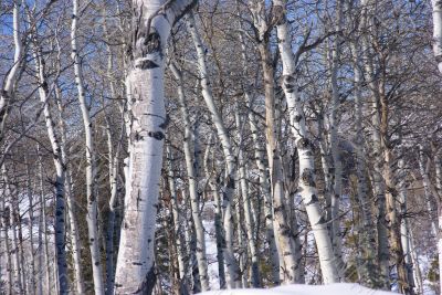 Winter: bare aspens