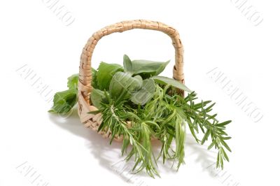 Aromatic Herbs