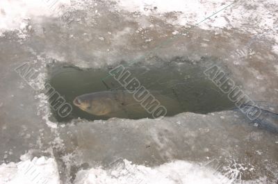 fishing - under ice fishing - under ice