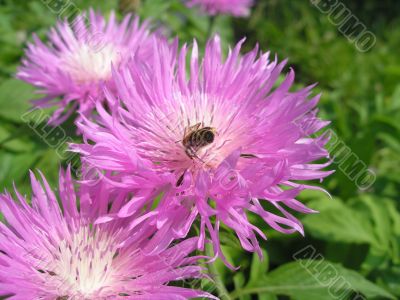 Bee-wild-flower