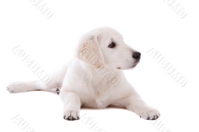 Young retriever Young retriever