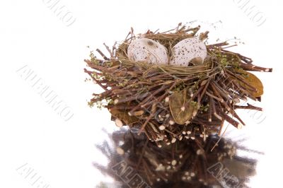 Little bird nest with eggs