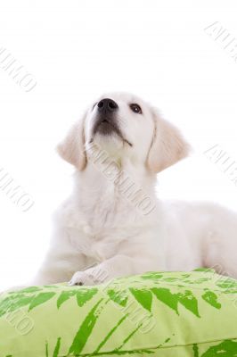 Adorable puppy
