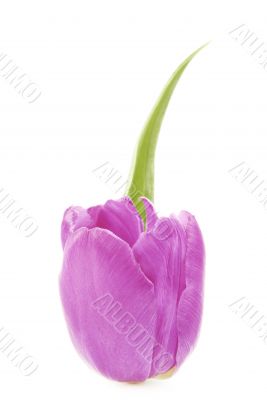 pink tulip