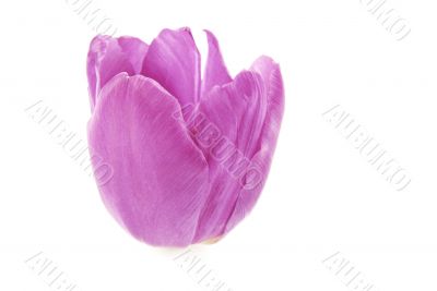 Pink Tulip