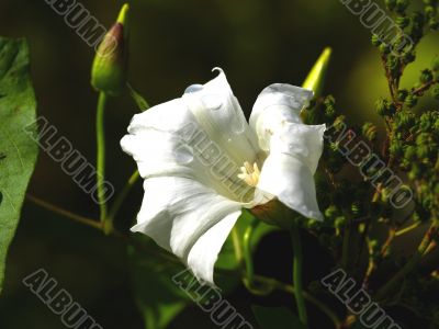 begonia begonia