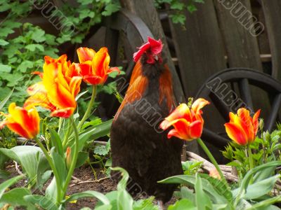 The cock and the tulips