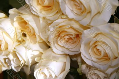 White roses.