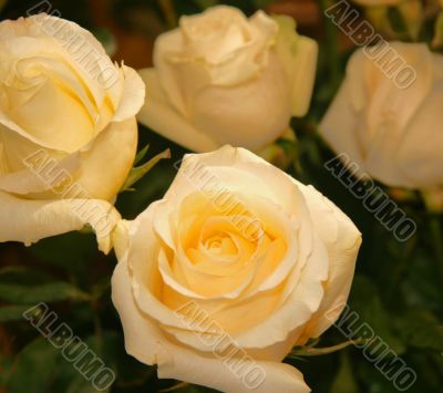 Greater roses yellow