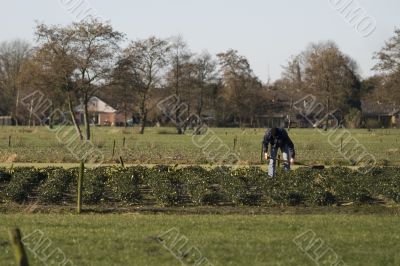 gardening