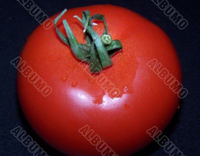 Tomato Tomato