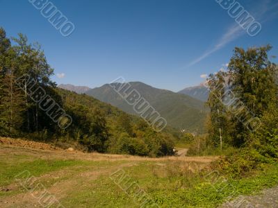 Forest at mountains Forest at mountains